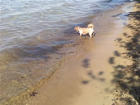 Cappi looking for rocks